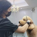 올 도그 그루밍(All DOG GROOMING) 이미지