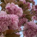 들성로-8 이미지