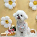 똥강아지 반려견 미용실·호텔 | 평택애견미용실 잘하는곳 ‘살롱드몽뚜’ 후기 좋은 애견미용실