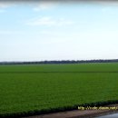 목화농장 이미지