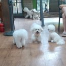 남양농원 - 성남시 중원구 성남대로 1149 | [화성 애견카페 대관] 마실휴양농원 영이네잔디마당 A존 대관 정모후기