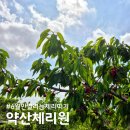 [주말가족체험] 약산체리원, 파주 체리 수확 체험 후기