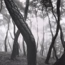 신비의소나무 앞 이미지