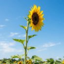 구와우농장 | 9월 해바라기 인생샷 어디서 찍을까? 전국 명소 BEST 7 직접 가보고 고른 황금빛 꽃밭 리얼후기