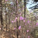 수리산산신제 | 250331 만보걷기 - 진달래를 찾아 수리산 수암봉으로