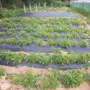 고지농장 이미지