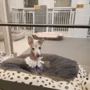 메가펫 애견호텔 이미지