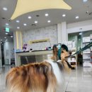 자유로 동물병원 이미지