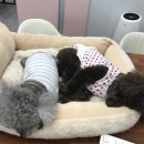 아델 동물병원 이미지