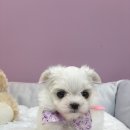 엔젤인독스 이미지