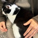 대만여행 허우통 고양이 마을 카페 추천 (무릎냥이 갓냥이)