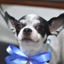 오즈펫살롱 이미지