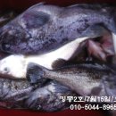 킹콩낚시 이미지