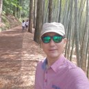 아홉산 대나무숲 이미지
