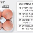 달걀마켓