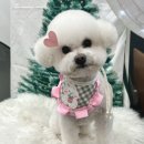 프로펫 애견샵 | 무료미용 오픈! “프로펫평생교육원 안산점” 안산애견미용 바클리자격증
