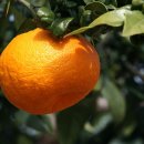 귤나무한의원 이미지