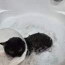 3565 | 안락한 대전 고양이호텔 &amp; 고양이 전문 미용실