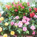 장미찻집 이미지