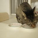 더냐옹 네이버블로그