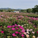 함안 청보리 작약 축제 미리 보기 : 하루 전 개화 상태/2025.05.08 실시간