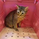 고양이무마취미용 냥지곤지 이미지