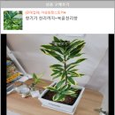야생화짱스토어