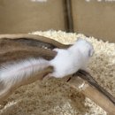 햄스터 분양 로던트 클럽 충남점 이미지