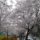 4월 12일 수요야등 충훈부 벚꽃길 걸어요 이미지