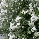 김쪼꼬미용실 이미지