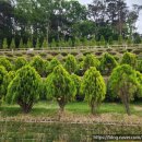 영원목장 이미지