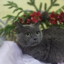 블링블링펫미용 이미지