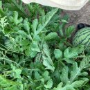 애플과 복수박 구경 하셔요 이미지