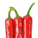 농업회사법인 ㈜오농바이오 | 탄저병·역병에 강하고 수량성·상품성 모두 잡은 <왕조 고추>