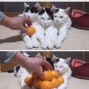 귤냥