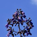 오동나무 이미지