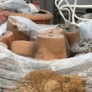 아마존 꽃 식물원 | 예산 아산 가볼만한 곳, 세계꽃박람회 식물원 방문 후기 (주차, 매표, 꿀팁)