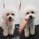 신촌애견미용실 이미지