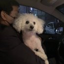 장수멍냥 | [울산] 장수멍냥: 행복했던 울산애견유치원