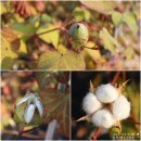 덕현자원환경 | 가을축제 [양주시 목화페스티벌 후기 : 목화솜이 활짝! 피었습니다. ♬]