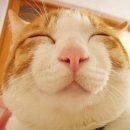 3,4주 드롭앤캣치-ⅠⅡ 이미지