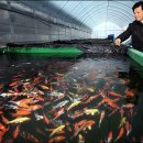 진천관상어 이미지