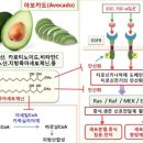 아보카도에 들어있는 아세토게닌의 항암효과 논문 이미지