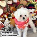 현대기아로 | [경기] 화성 넓은 애견운동장 카페 | 댕코리아 : 수원애견카페