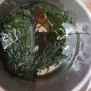 청정완도특산물 건강미역 보러오세요