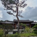 더 포레스트 이미지