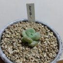 마녀의화원 이미지