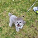 멍멍부띠끄 이미지