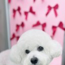 뽀송 이미지