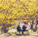 옻골문화공원 | "마을이 노란 꽃으로 덮여있습니다" 수백 년 산수유나무 군락으로 유명한 마을 여행지